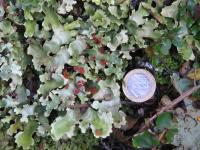 Albums/20060200-New Zealand 2006/20060204-Arthurs_Pass/14